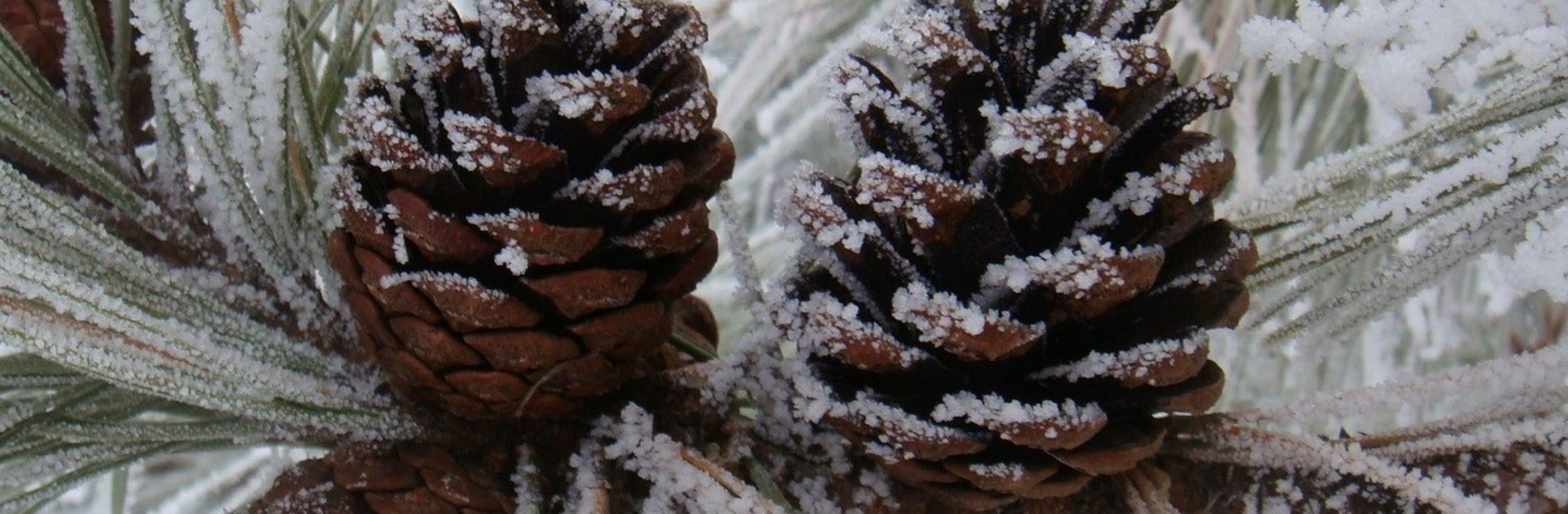 Agenda Mensal –  Jan/Fev 2026