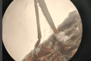 Captura 22_Maria Martins