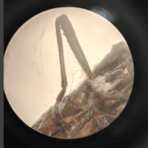 Captura 22_Maria Martins