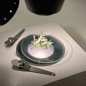 Captura 26_Maria Martins